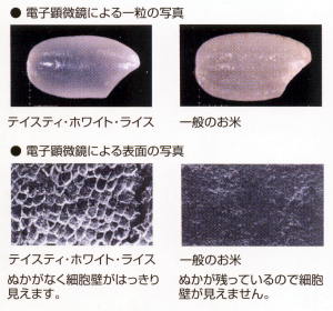 無洗米と普通米の顕微鏡写真